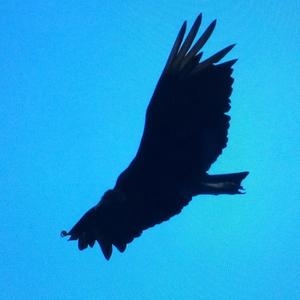 Black Vulture