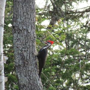 Pileated Woodpecker