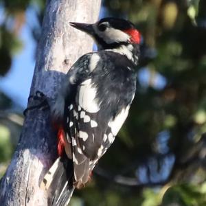 Great Spotted Woodpecker