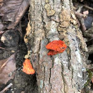 Cinnabar-red Polypore