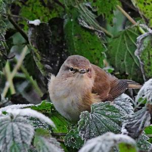 Common Chiffchaff