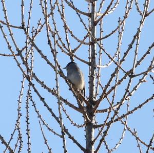 Blackcap