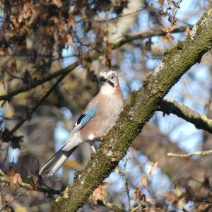 Eurasian Jay