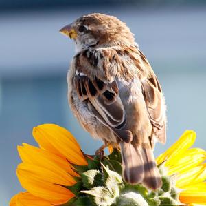 House Sparrow