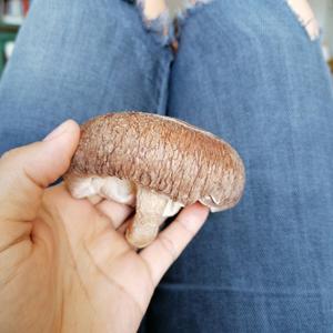 Shiitake Mushroom