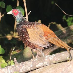 Common Pheasant