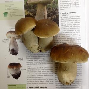 Bay Bolete