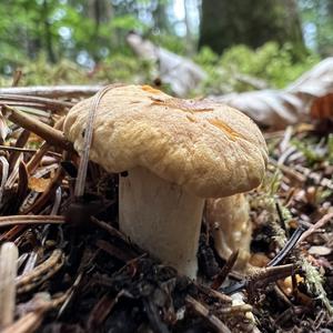 Chanterelle, Common