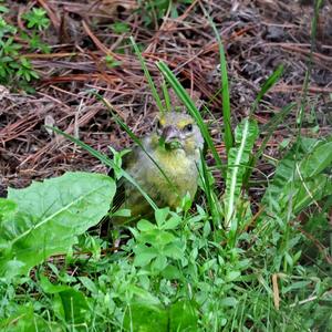 European Greenfinch