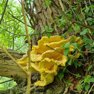 Chicken Mushroom