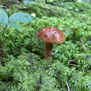 Bay Bolete