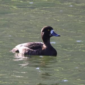 Tufted Duck