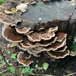 Turkey-tail