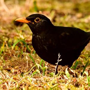 Eurasian Blackbird