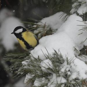 Great Tit