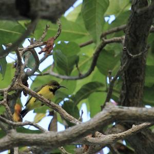 Olive-backed Sunbird