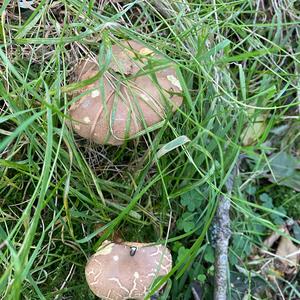 Yellow-cracked Bolete