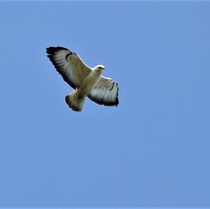 Common Buzzard