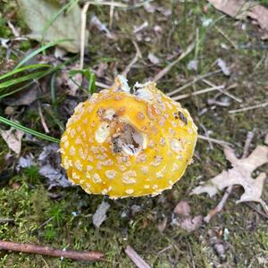 Fly Agaric