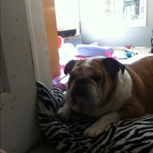 Englische Bulldogge