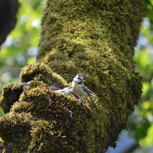 Blue Tit