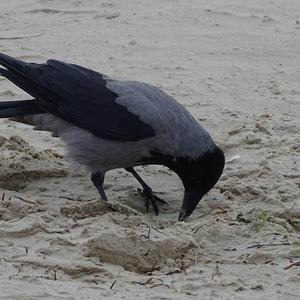 Hooded Crow