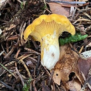 Chanterelle, Common