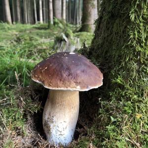 King Bolete