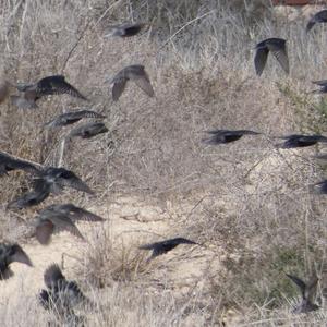 Spotless Starling