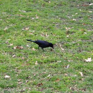 Common Grackle