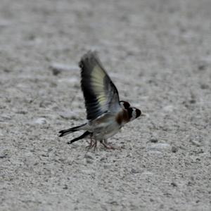 European Goldfinch