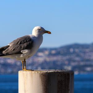 Yellow-legged Gull