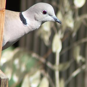 Eurasian Collared-dove