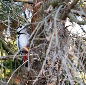 Great Spotted Woodpecker