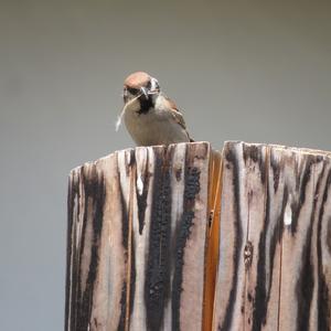 Eurasian Tree Sparrow