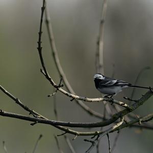 White Wagtail