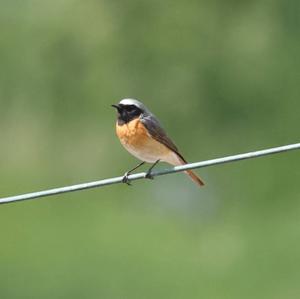 Common Redstart