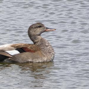 Gadwall