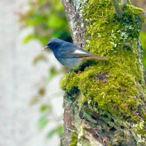 Black Redstart