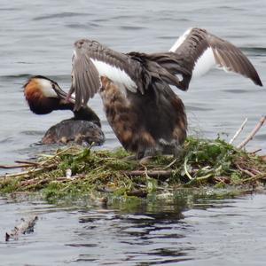 Great Crested Grebe