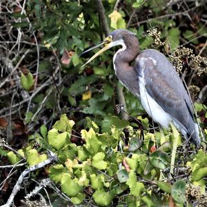 Tricoloured Heron