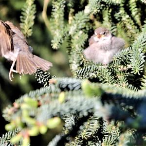 House Sparrow