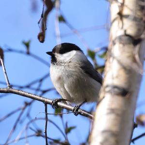 Willow Tit