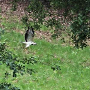 Common Buzzard