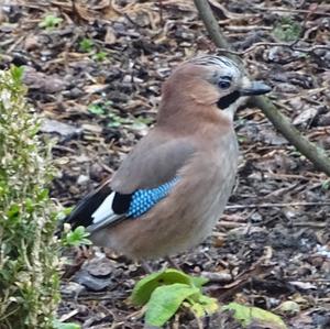 Eurasian Jay