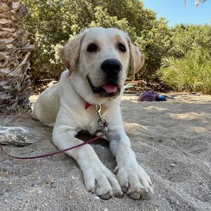 Retriever (Labrador)