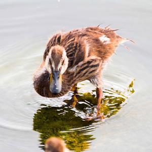 Mallard