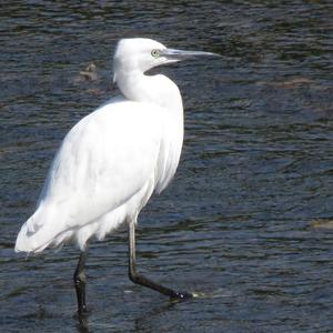 Little Egret