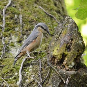 Wood Nuthatch