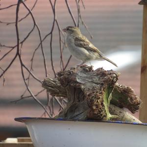 House Sparrow